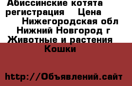 Абиссинские котята (CFA регистрация) › Цена ­ 20 000 - Нижегородская обл., Нижний Новгород г. Животные и растения » Кошки   